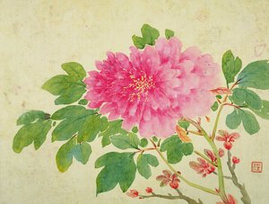 花、果物、鳥、動物の絵画のアルバムからの牡丹の絵画、c.1774（紙にトイレ）